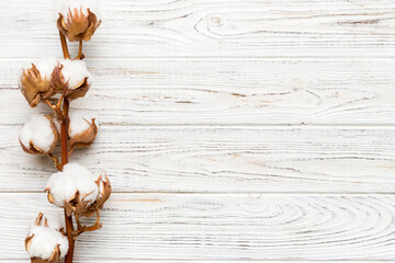 Autumn Floral composition. Dried white fluffy cotton flower branch top view on colored table with...