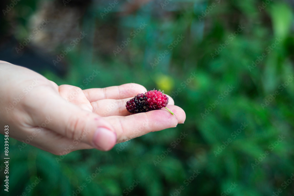 Sticker Mulberry fruit in hand on nature background. Ripe mulberry fruits.