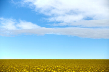 rapeseed field as background, blue and cloudy sky
