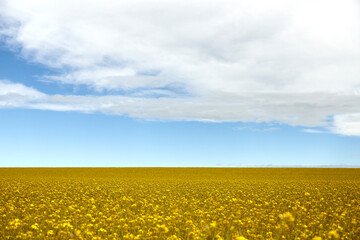 Fototapeta premium rapeseed field as background, blue and cloudy sky