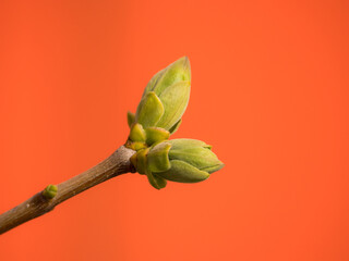 lilac branch with green buds on a red background