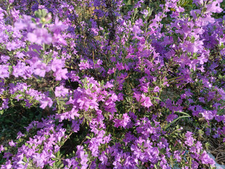 Purple flower bush in a green garden