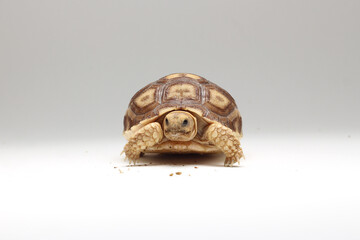 Cute small baby African Sulcata Tortoise in front of white background, African spurred tortoise isolated white background studio lighting,Cute animal