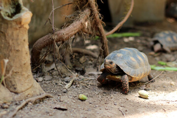 Cute small baby Red-foot Tortoise in the nature,The red-footed tortoise (Chelonoidis carbonarius) is a species of tortoise from northern South America