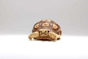 Cute small baby African Sulcata Tortoise in front of white background, African spurred tortoise isolated white background studio lighting,Cute animal