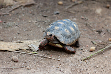 Cute small baby Red-foot Tortoise in the nature,The red-footed tortoise (Chelonoidis carbonarius) is a species of tortoise from northern South America