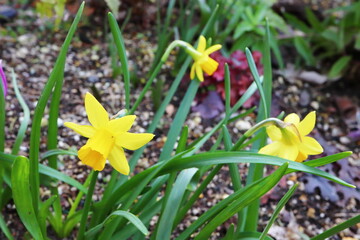 ミニスイセン テタテート