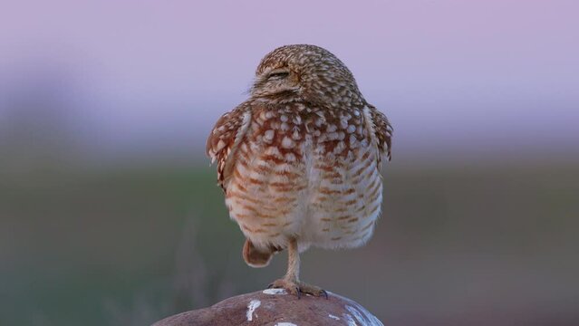 HFR Medium shot burrowing owl (Athene cunicularia) swivels its head on alert while standing on one leg on a boulder during twilight in Washington state at 59.94 frames per second
