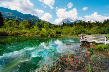 Nature Reserve Zelenci, krajnska gora, Slovenia, Europe. Wonderful morning view of Zelenci nature...