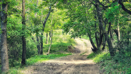 Forest and hiking trails of the Somogyi hills, valley bridge, Balaton, Hungary