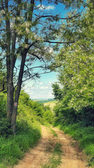 Forest and hiking trails of the Somogyi hills, valley bridge, Balaton, Hungary