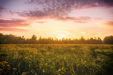 Sunrise on a field covered with wild flowers in summer season with fog and trees with a cloudy sky...
