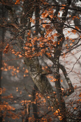 Alpine mountains landscape with white snow and blue sky. Sunset winter in nature. Frosty trees under warm sunlight. Wintry landscape. Donovaly, Low tatras