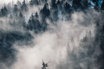 Misty landscape with fir forest. alpine landscape with snowy trees. Adventure winter sport. Low...