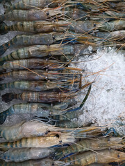 Plenty of shrimp on the ice