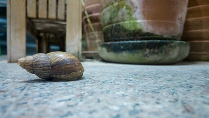 snail animal nature shell slow slug spiral slimy garden wildlife gastropod helix closeup mollusc brown mollusk cute food macro snail business idea growth crawl design food animal drawing insect funny  © StreetOnCamara