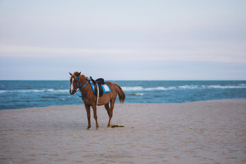 A horse standing free on the beach