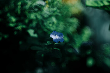 Close-up of a single blue flower surrounded by dark green foliage in soft natural light

