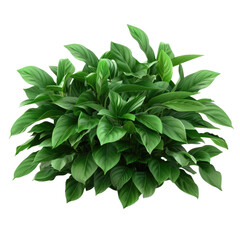 Fototapeta premium Green leaves hosta plant on Transparent Background.
