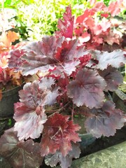 Heuchera with dark brown leaves in the garden in spring, a bright perennial in the garden