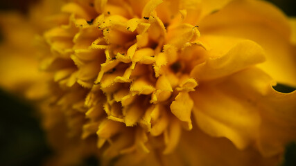 Marigold macro 