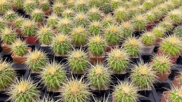 Golden barrel cactus seedlings in a greenhouse 4K.