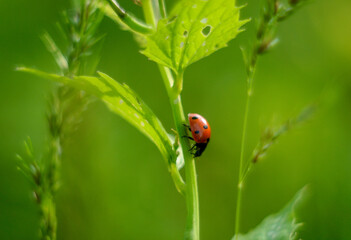 animal, lady, tiny, bug, ladybird, morning, black, pretty, close up nature, close up, wildlife, meadow, insect, colorful, flower, blossom, floral, season, grass, bloom, petal, beautiful, yellow, flora