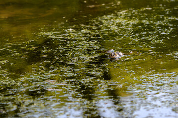 Frogs on a pond close-up, details, nature of Ukraine, animals, circles on the water, atmosphere, mood
