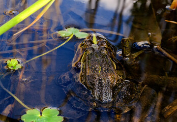 Frogs on a pond close-up, details, nature of Ukraine, animals, circles on the water, atmosphere, mood