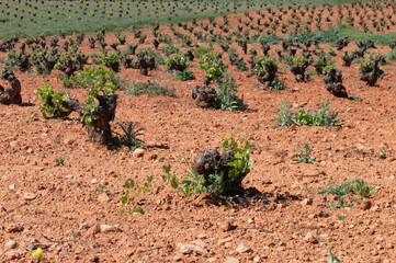 Fototapeta na wymiar Agricultura, viñedo español