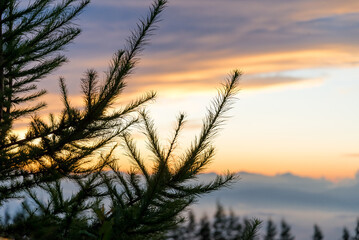 A view of the pine trees amidst the sky, playing with colors in the evening
