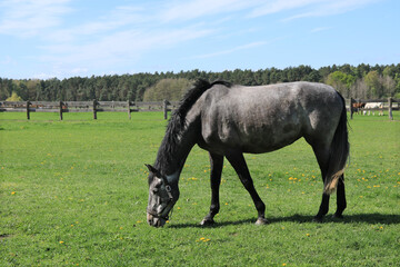 Pferd mit grauer Fellfarbe und schwarzer Mähne auf der Pferdekoppel