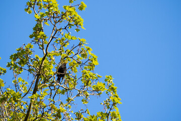 tree in front of bright blue sky with a comming blackbird sitting in its crown