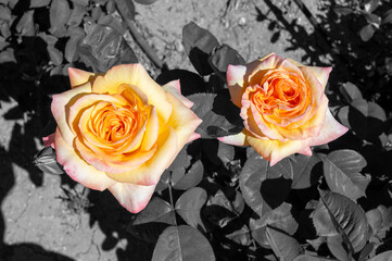 Rosas anaranjadas con fondo en blanco y negro