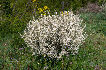Cytisus multiflorus. Broom or white genista, shrub with white flowers.