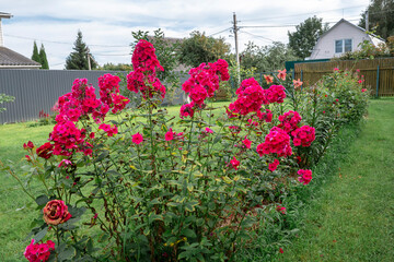 Naklejka premium Large bush of burgundy phlox, care and nurturing of plants, favorite hobby