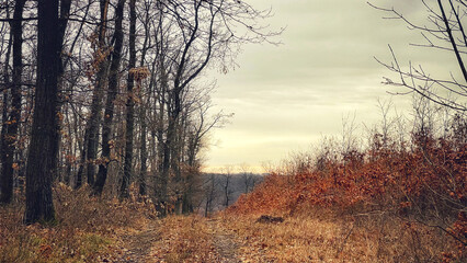 Forest and hiking trails of the Somogyi hills, Balaton, Hungary