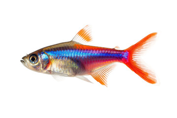 Radiant Freshwater Fish on Transparent Background