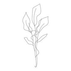 Monoline Drawing Floral