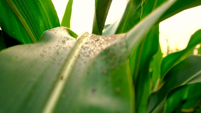 aphids on corn leaves. selective focus.