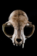 Cat skull one fang canine horrific view partial focus mood on black background