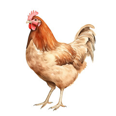 Fototapeta premium AI-Generated Watercolor Chicken Clip Art Illustration. Isolated elements on a white background.