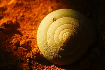 snail on the ground 