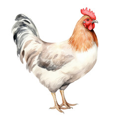 Fototapeta premium AI-Generated Watercolor Chicken Clip Art Illustration. Isolated elements on a white background.