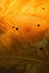 leaves texture background 