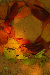 Frame of leaves 