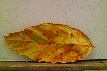 Colorful leaf on wooden 