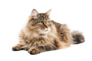 Fluffy Persian Perched on Transparent Background