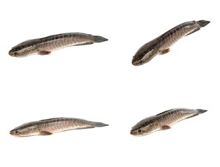 Set of images Collection of fresh, not dead snakehead fish, isolated on a white background.