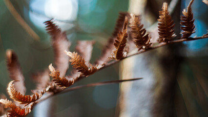 Forêt des Landes de Gascogne, en automne